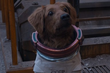 Cosmo the Spacedog