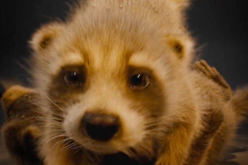 baby rocket raccoon test footage